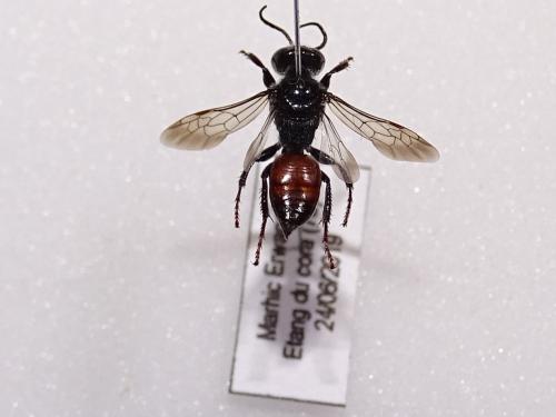 Astata minor